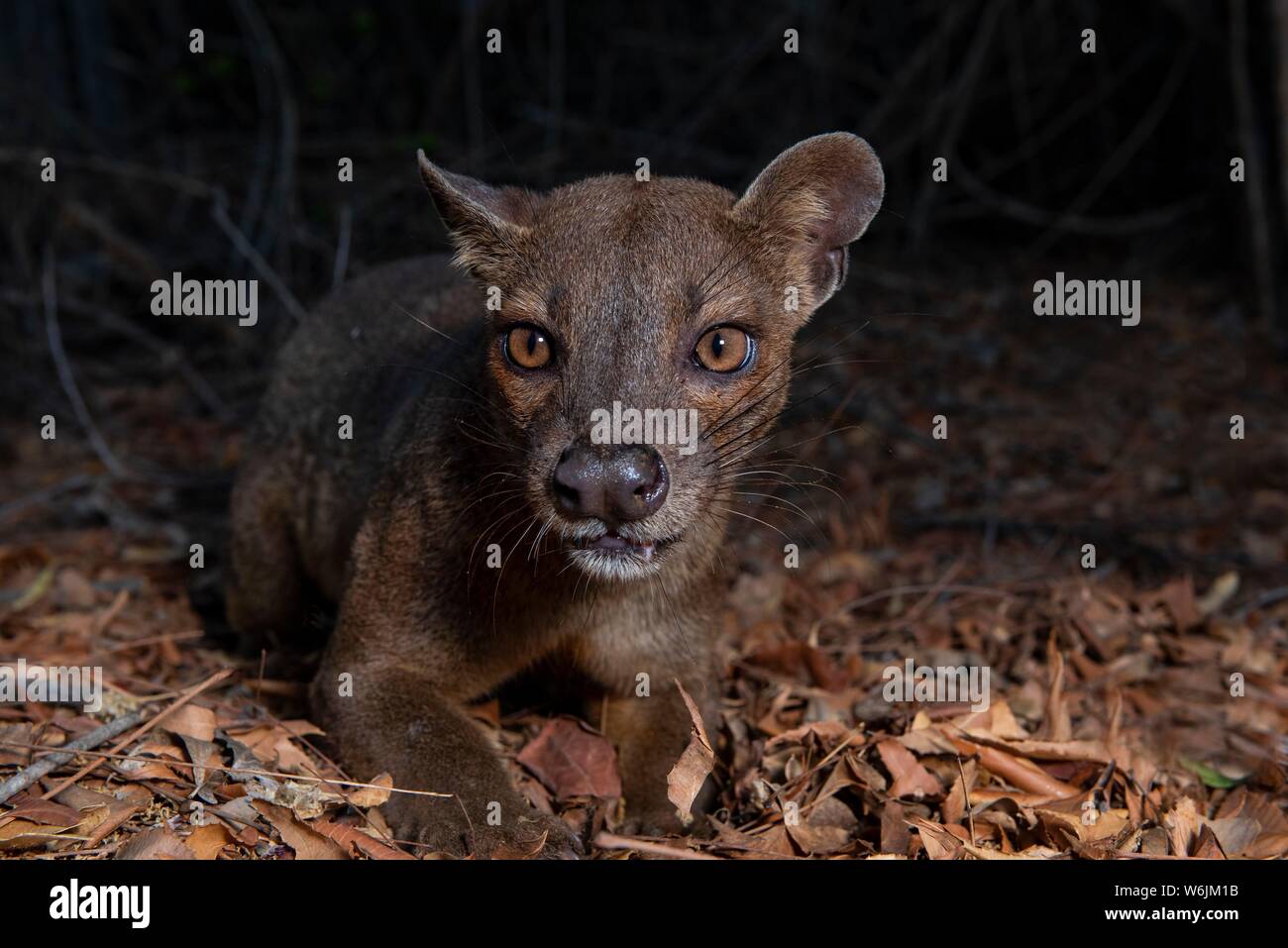 Fossa (Cryptoprocta ferox) in the dry forests of West-Madagascar, Madagascar Stock Photo