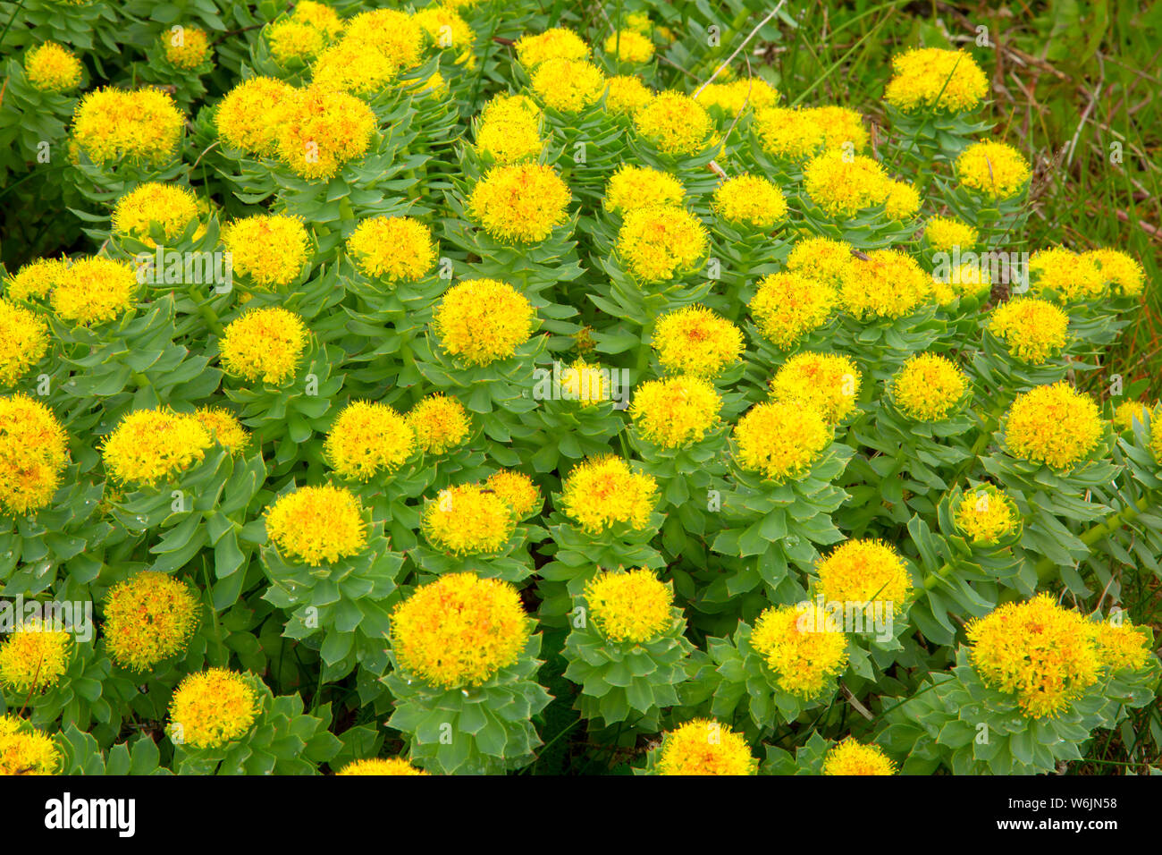 Roseroot (Rhodiola rosea) along Cape Shore Trail, John Cabot Municipal Park, Bonavista, Newfoundland and Labrador, Canada Stock Photo