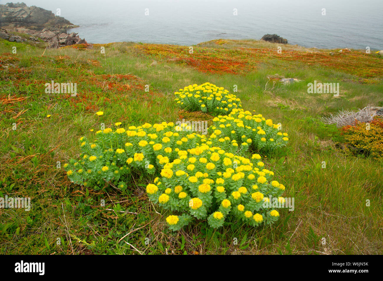 Roseroot (Rhodiola rosea) along Cape Shore Trail, John Cabot Municipal Park, Bonavista, Newfoundland and Labrador, Canada Stock Photo