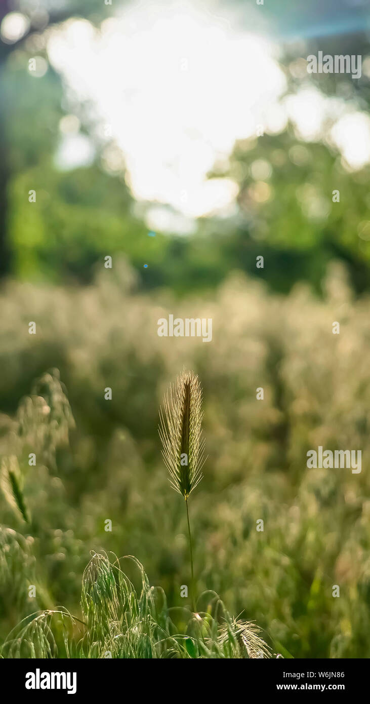 Vertical Scenic sunny day view of abundant green grasses thriving in the forest Stock Photo
