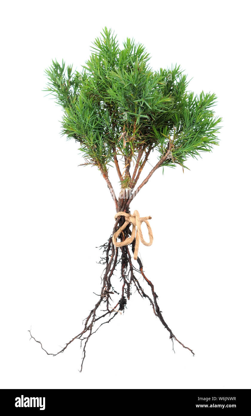 young pine trees isolated on white background Stock Photo - Alamy