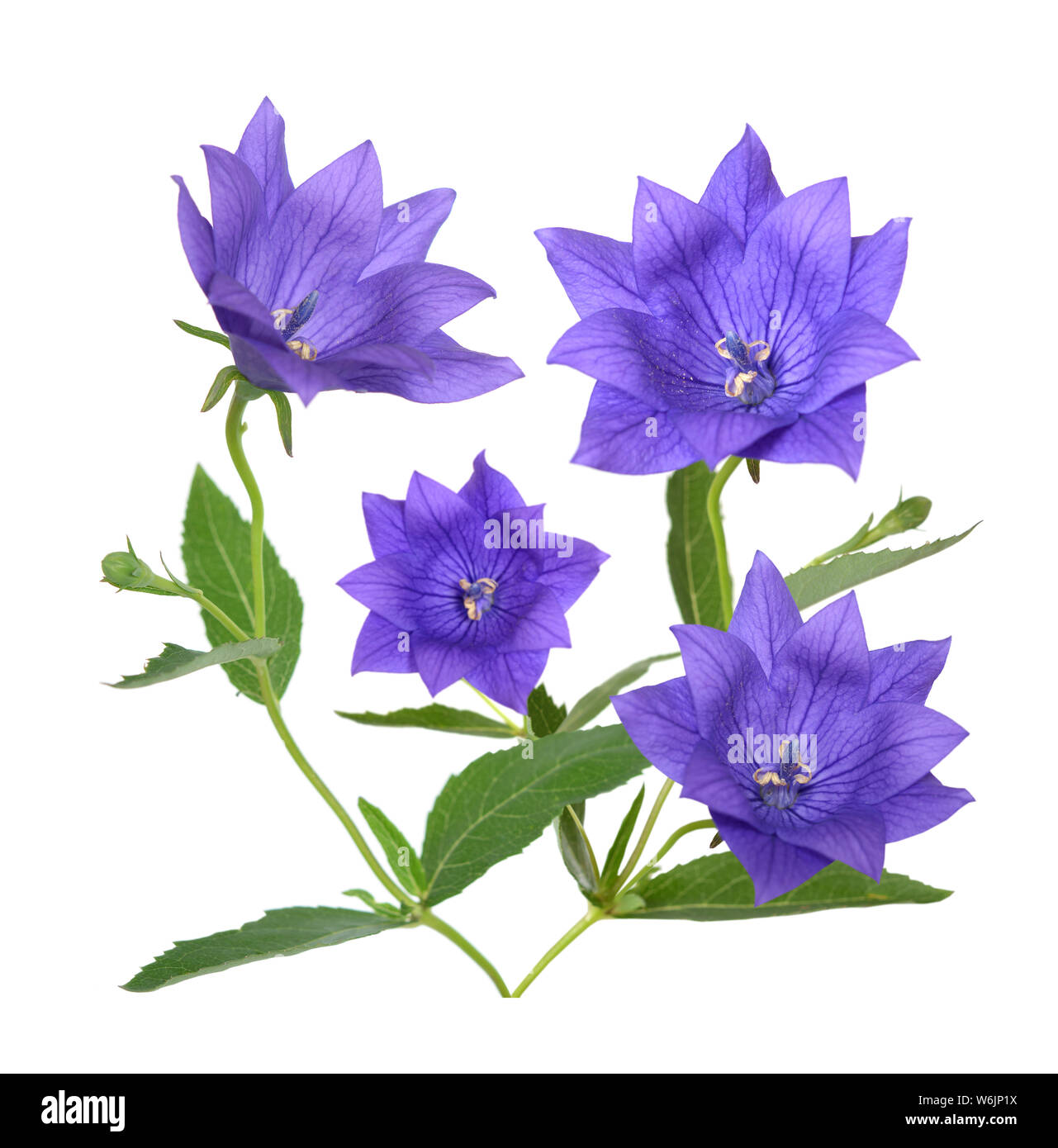 Platycodon grandiflorus flower isolated on white background Stock Photo