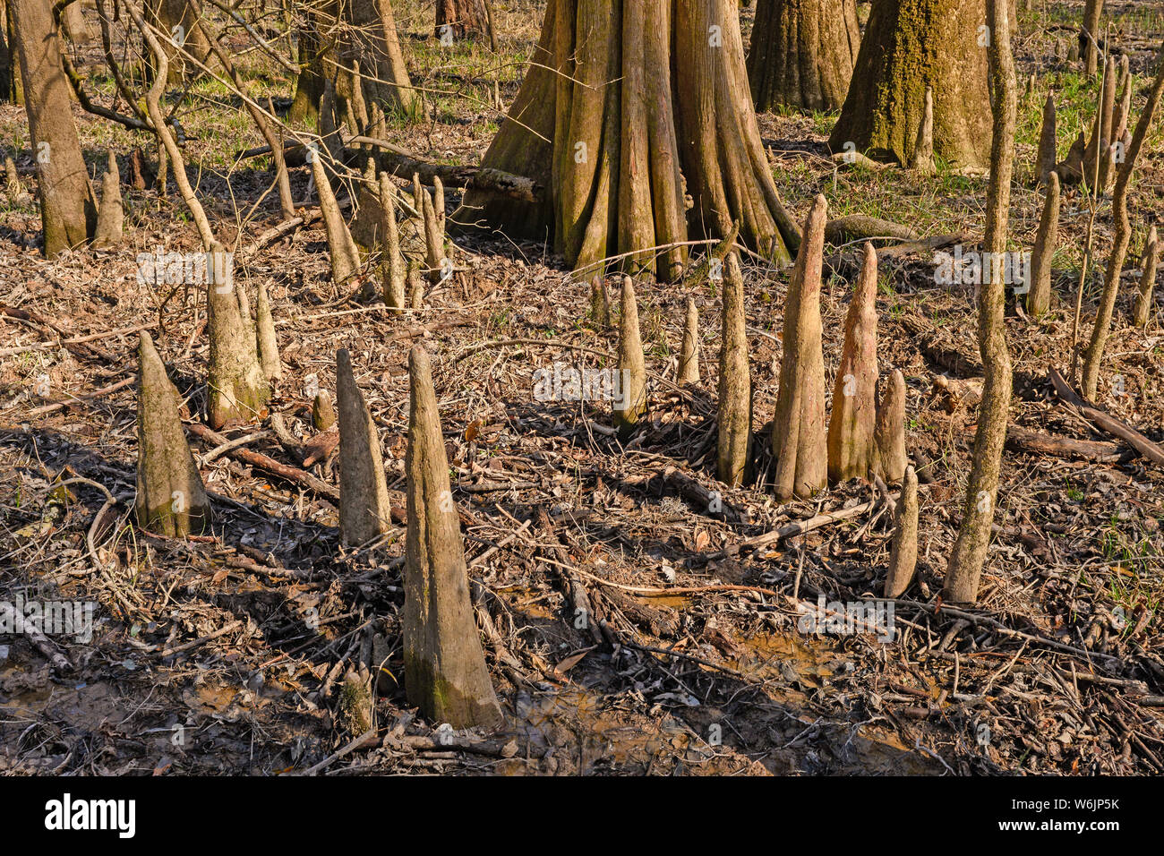Cypress Tree Knees in the Forest in Congaree National Park in South Carolina Stock Photo