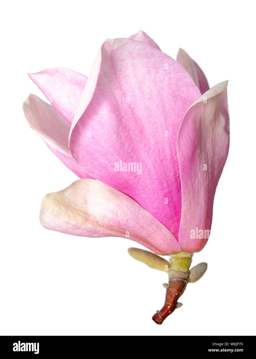 pink magnolia flower isolated on white background Stock Photo - Alamy