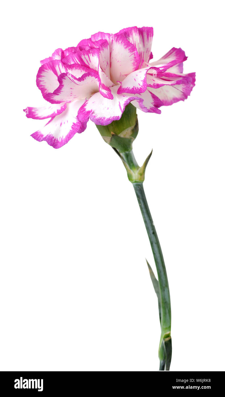 pink carnation isolated on white background Stock Photo - Alamy