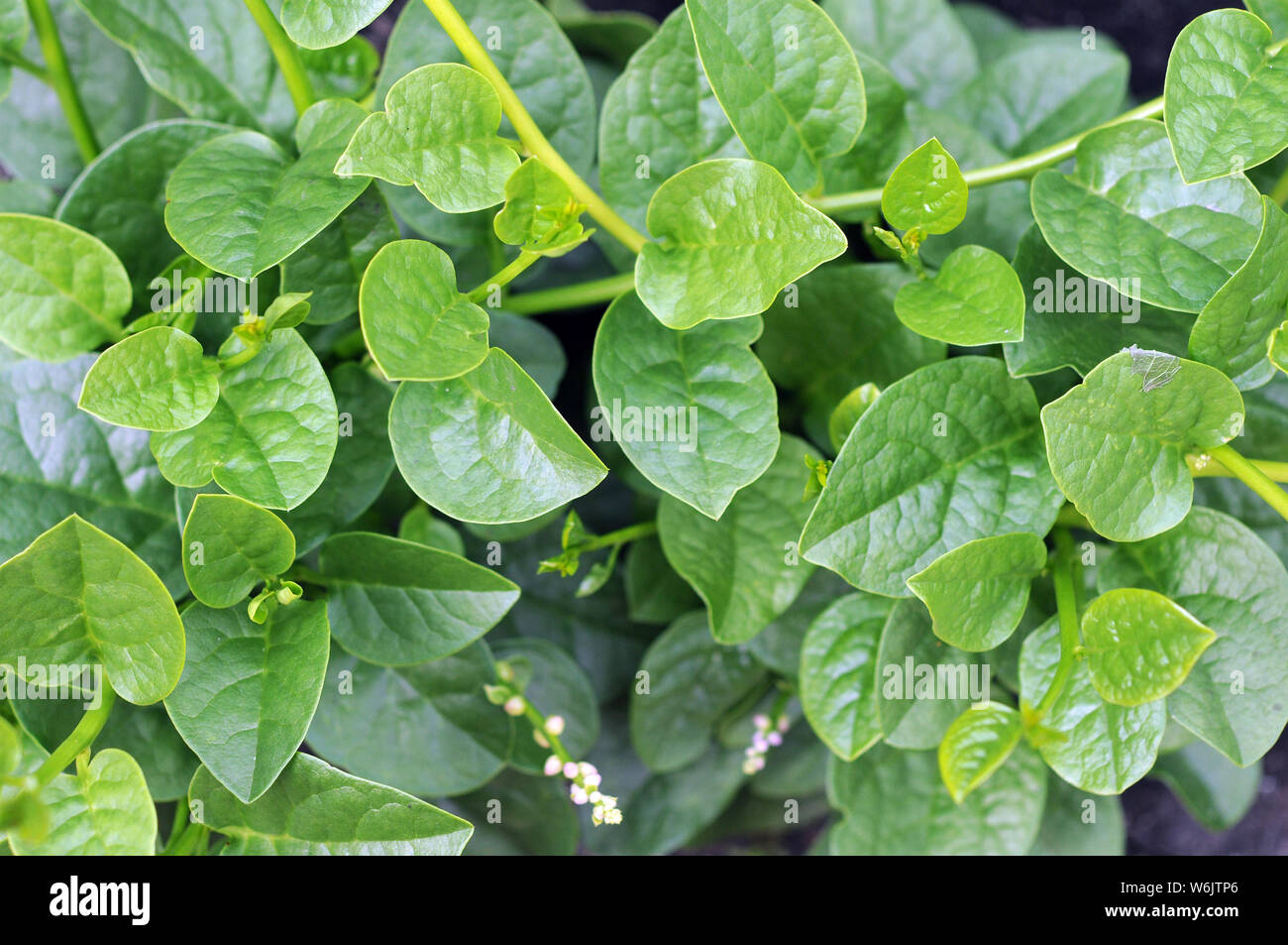 Malabar spinach in garden under sunshine Stock Photo Alamy