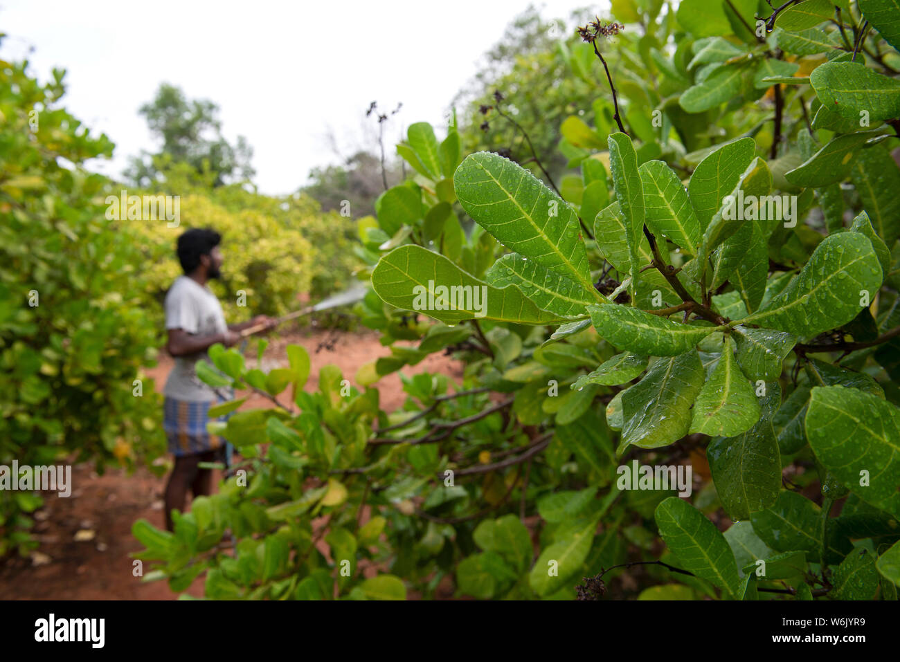 TAMIL NADU, INDIA: February 2019: Cashew spraying with endosulfan pesticide is very dangerous for the health. Stock Photo