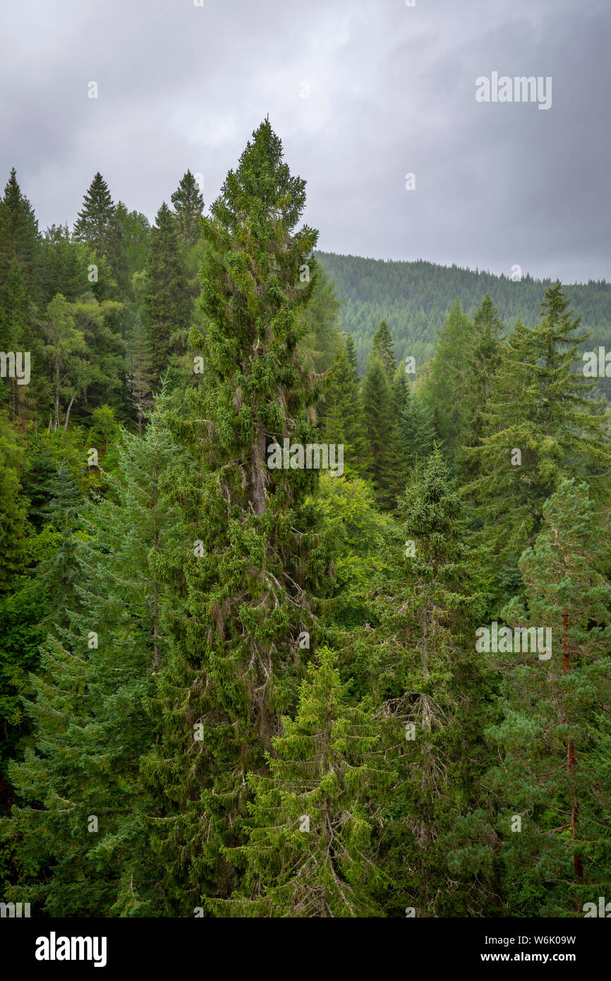A view across the tree tops at plodda falls in Scotland Stock Photo