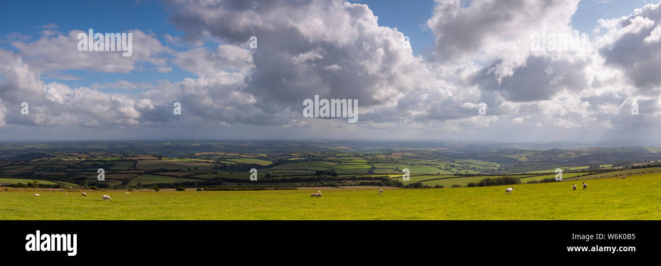 A traditional Devon countryside scene, sheep in a field overlooking a cast expanse of fields in rural devon Stock Photo