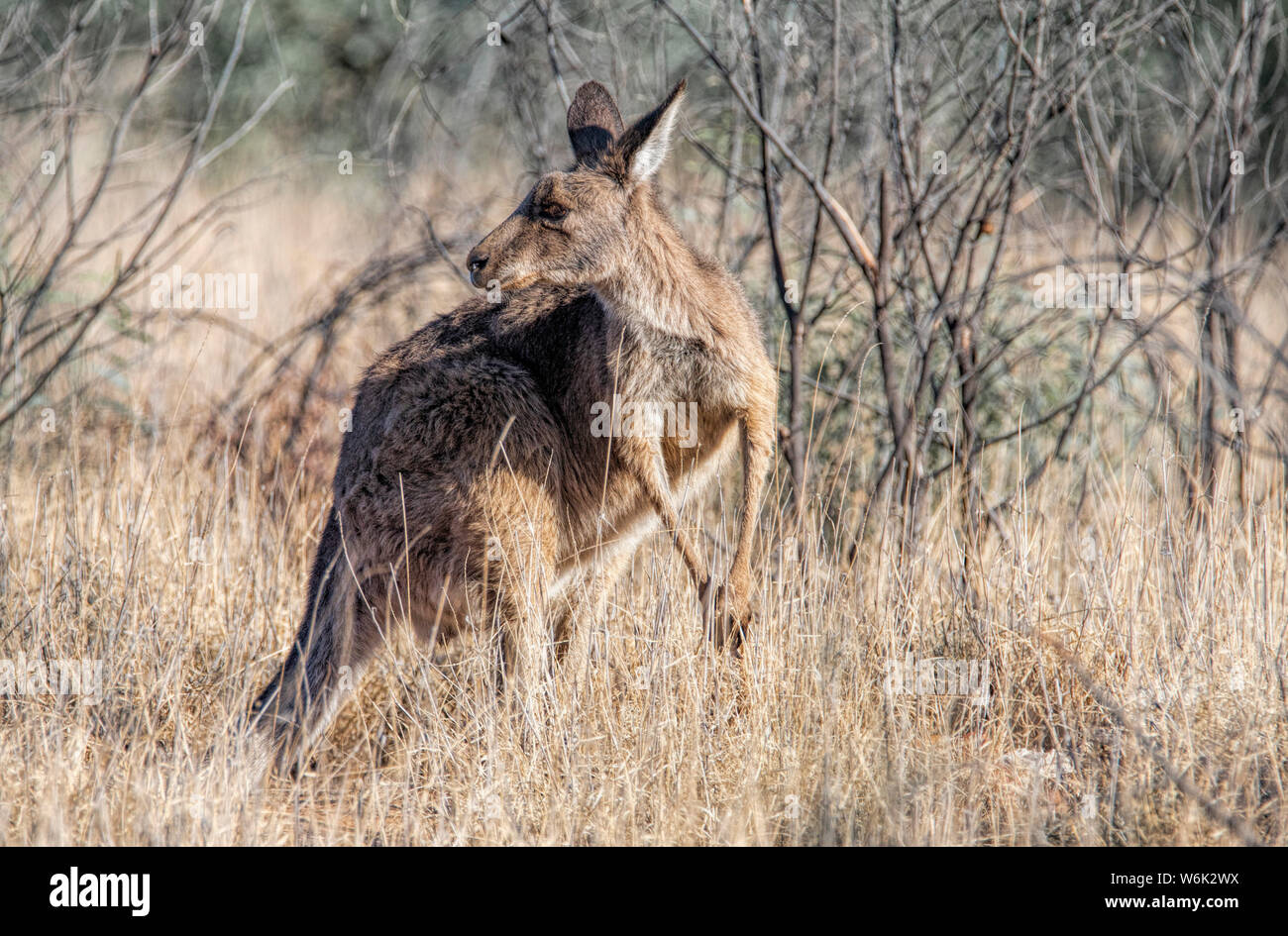 A wary female Grey Kangaroo in a bush setting, looks over her shoulder Stock Photo