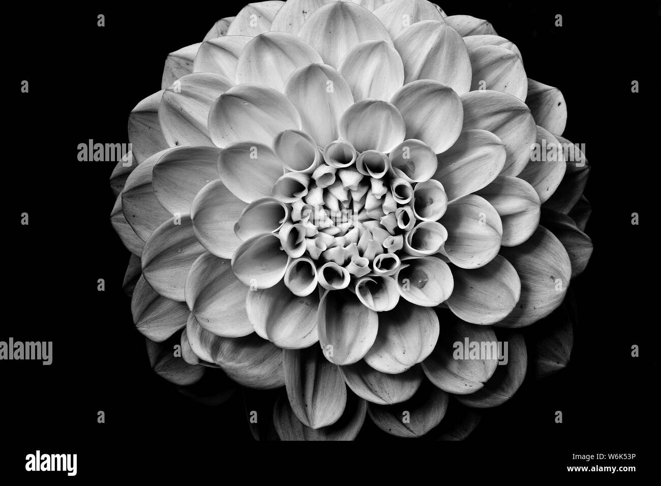 Dahlia in spring Black and White Stock Photos & Images - Alamy