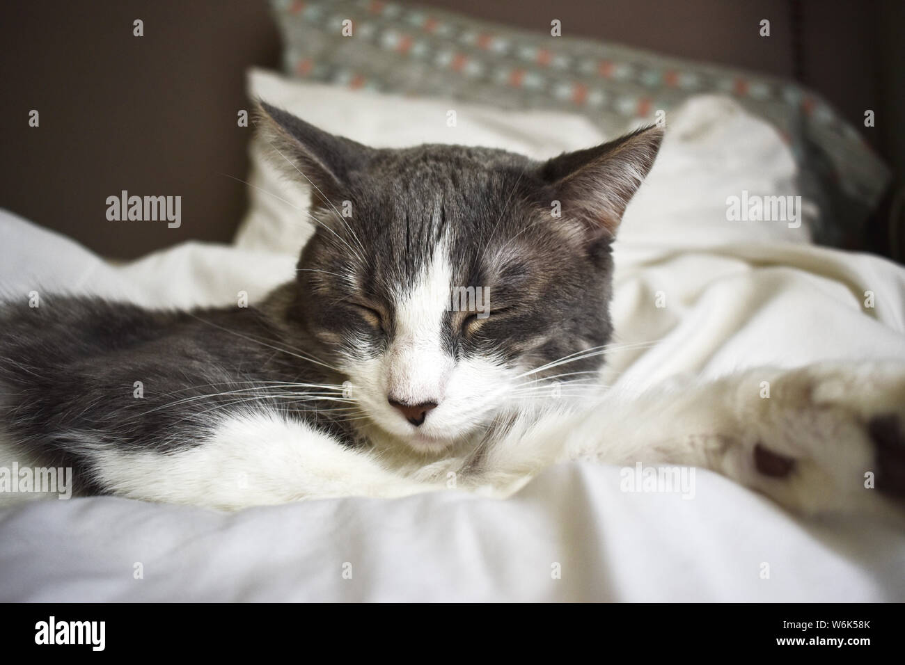 Cute sleeping grey and white cat Stock Photo - Alamy
