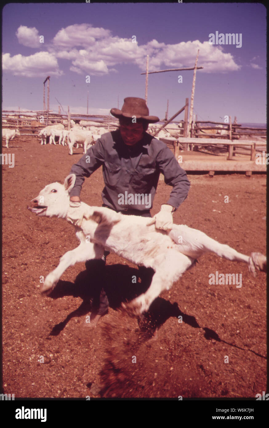 RANCH HAND HOISTS CALF FOR BRANDING Stock Photo