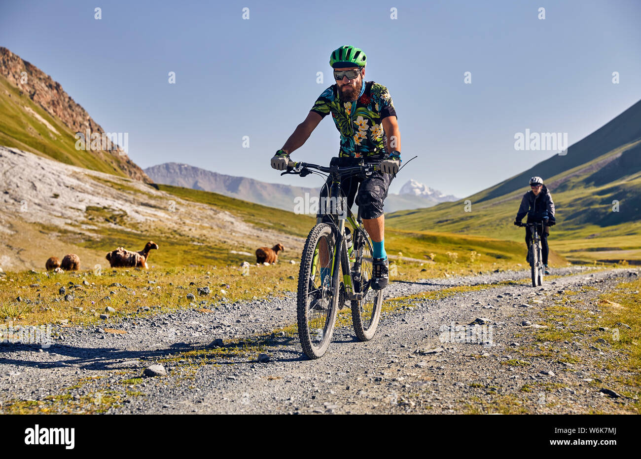 Man on mountain bike rides on the road with sheep and goats in the green mountain valley. Stock Photo
