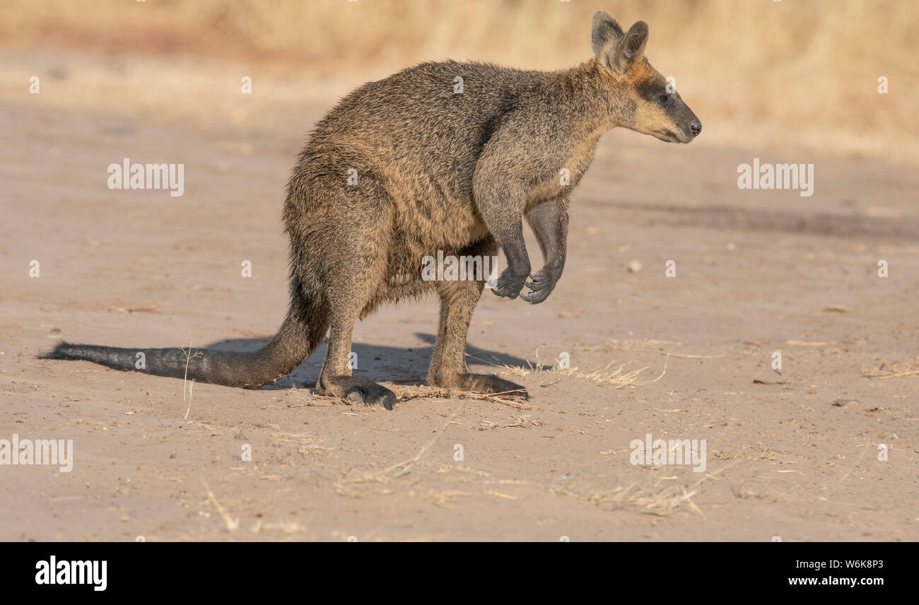 A Swamp Wallaby caught out in the open contemplates whether to stay put or to hop to safety Stock Photo