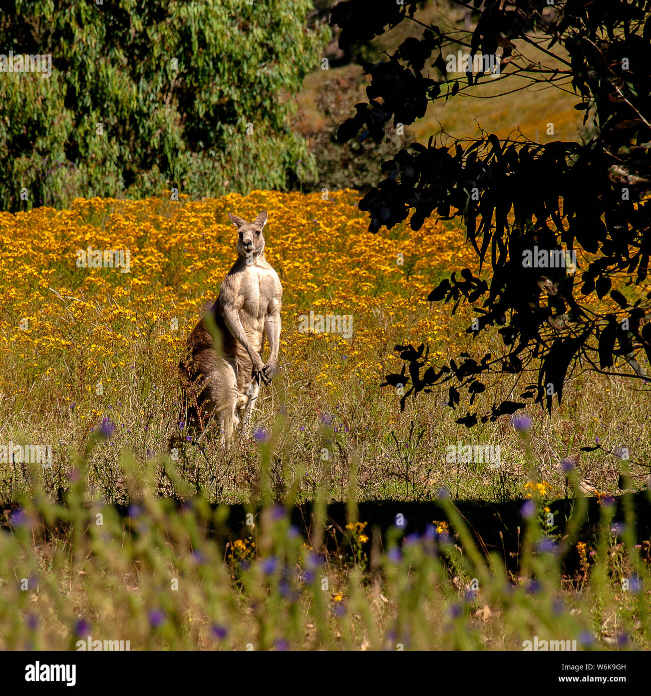 Australia: Male Eastern Grey kangaroo on alert in field of wildflowers Stock Photo