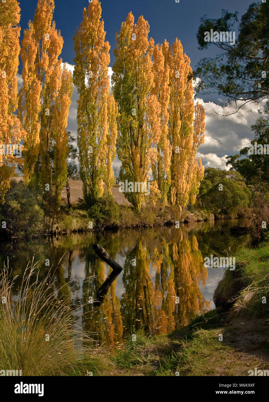 Australia: Thredbo River, Snowy Mountains, NSW with poplars in autumn colours reflected in the water Stock Photo