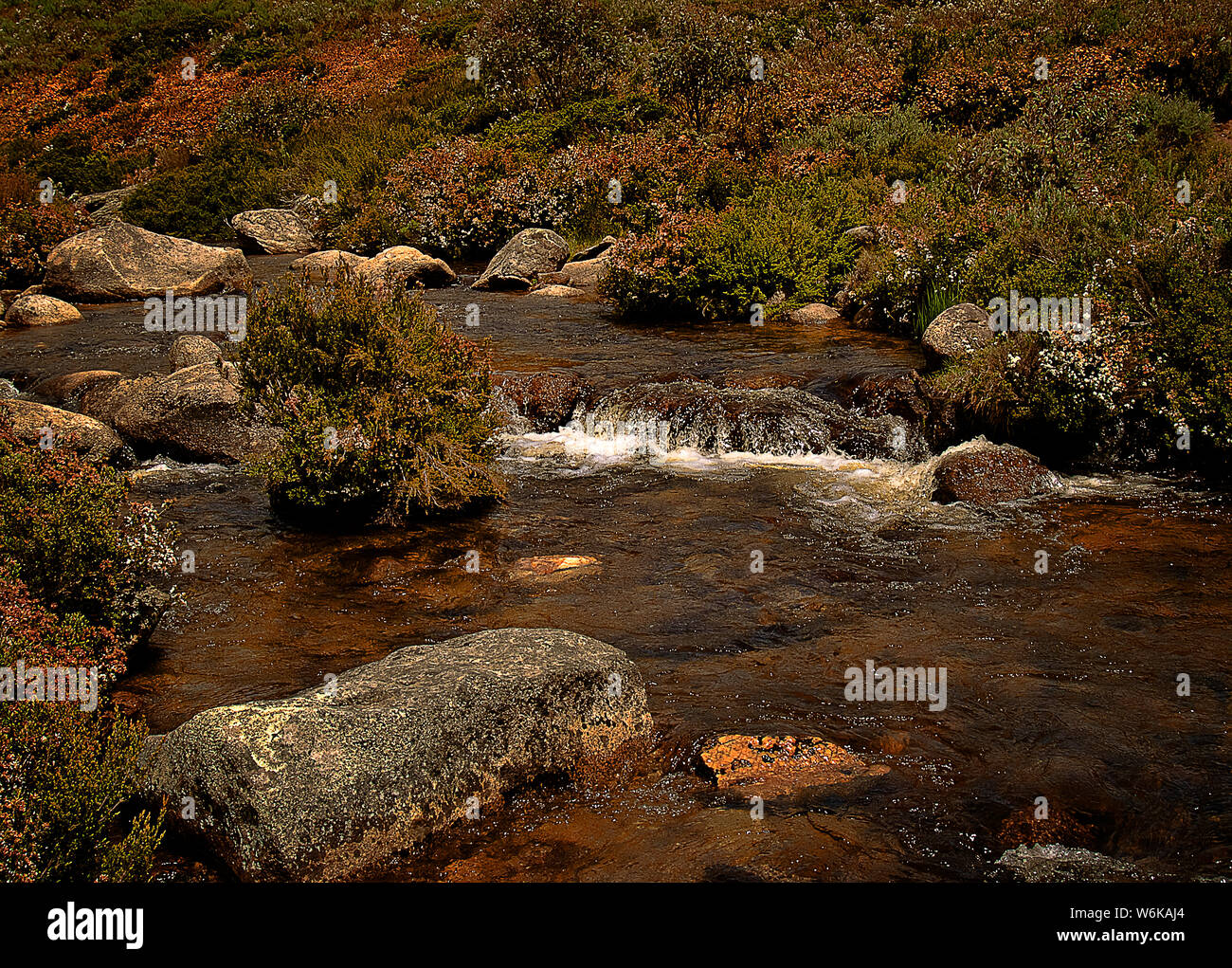 Big Boggy Creek, Snowy Mountains, New South Wales, Australia in early summer with wildflowers Stock Photo