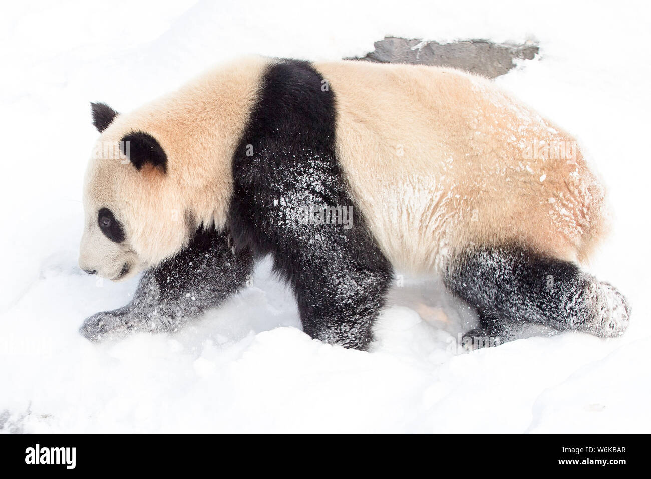 A giant panda plays on the snow-covered ground after a snowfall at the Nanjing Hongshan Forest Zoo in Nanjing city, east China's Jiangsu province, 29 Stock Photo