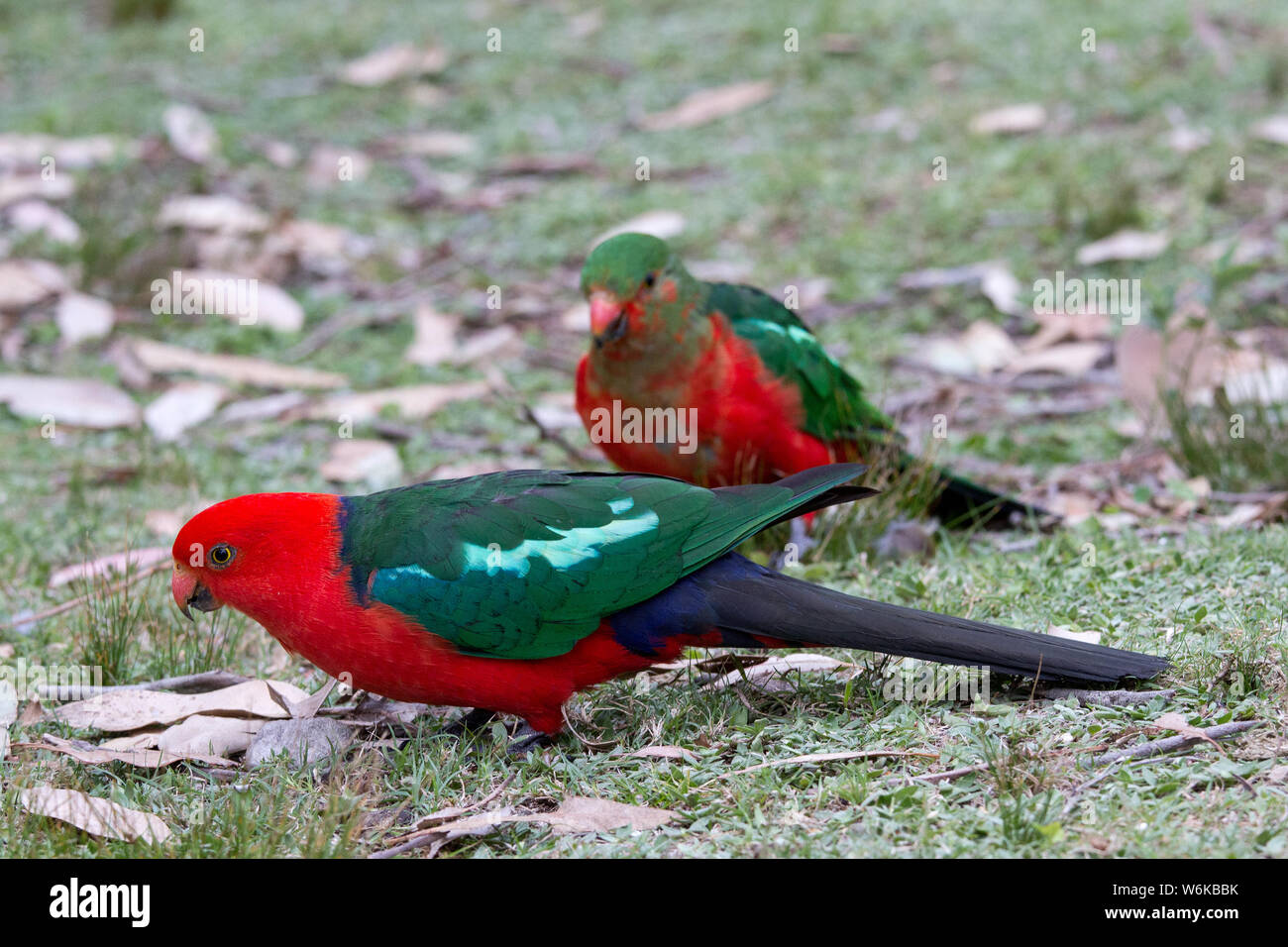 King Parrot's feeding on the ground Alisterus scapularis  Australia Stock Photo