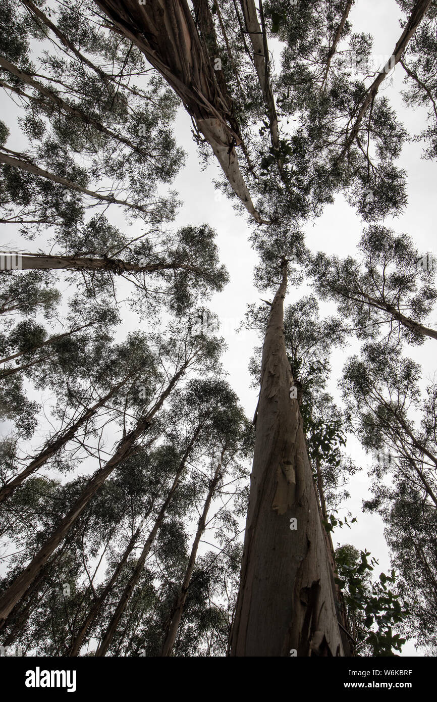 Eucalyptus tree plantation Victoria Australia Stock Photo
