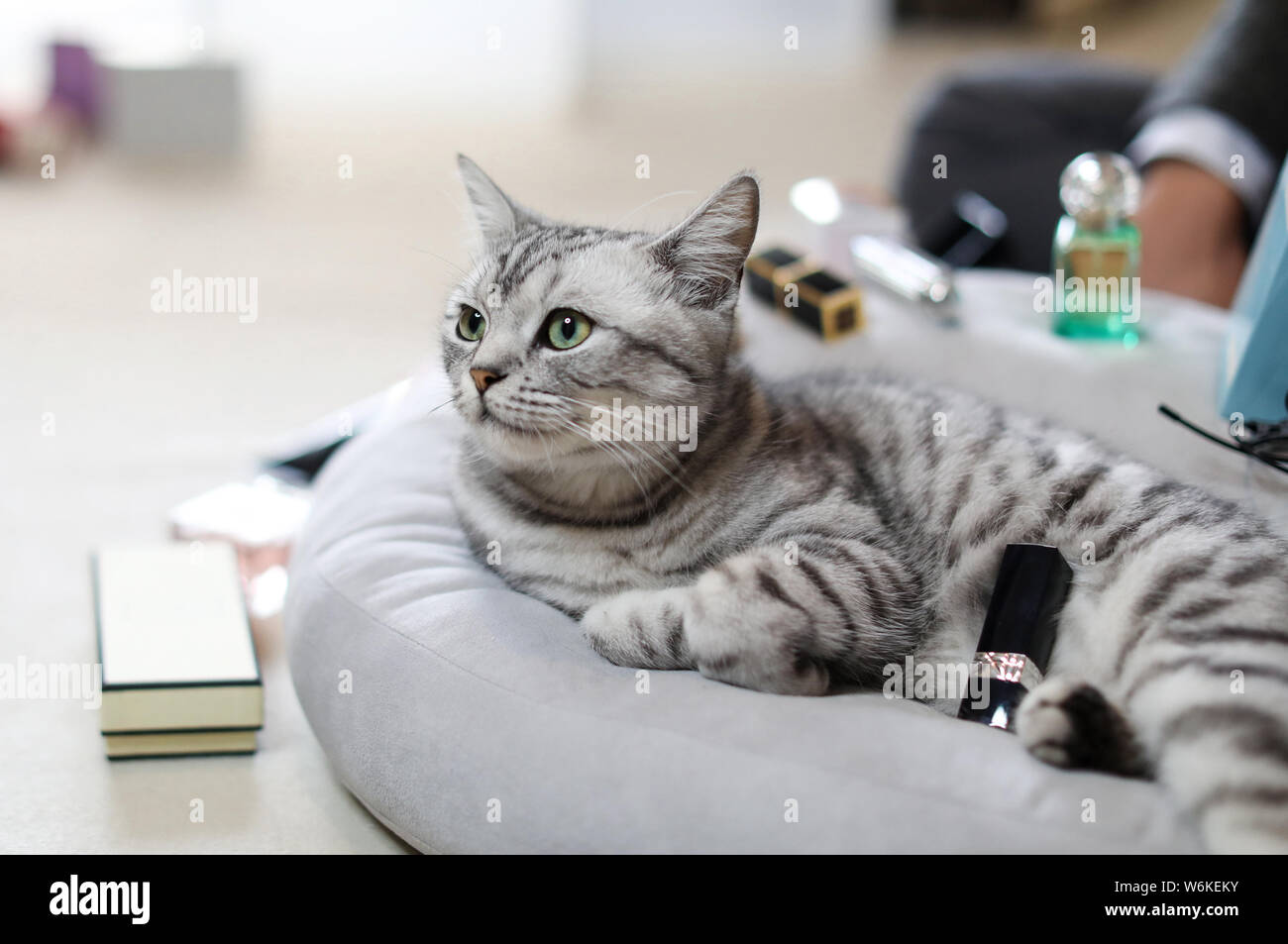 A cat model poses for photos with cosmetics and perfume of foreign brands  to sell through the cross-border marketplace Tmall Global of Alibaba Group  i Stock Photo - Alamy