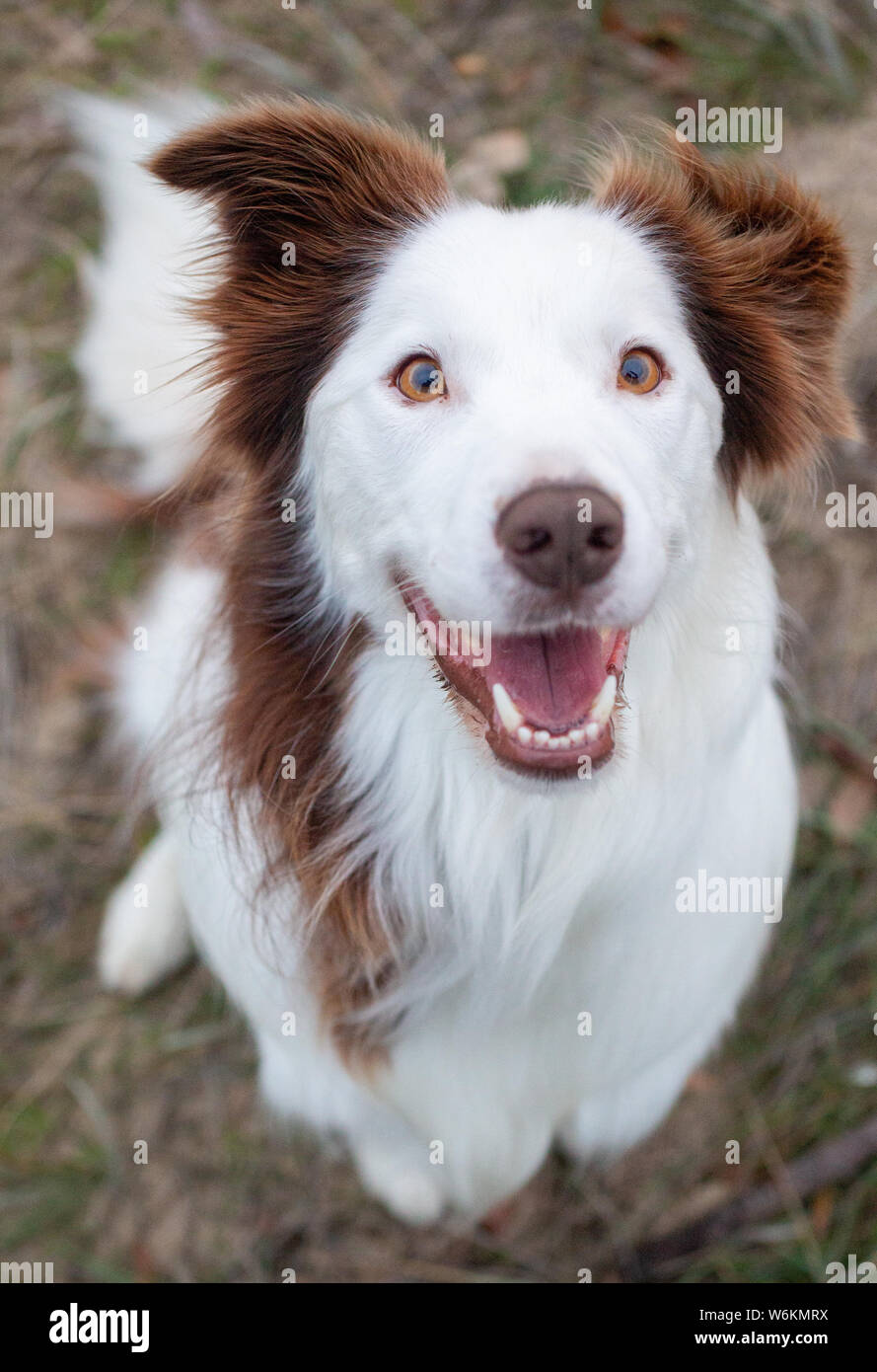 Border Collie aged 3 years. Stock Photo