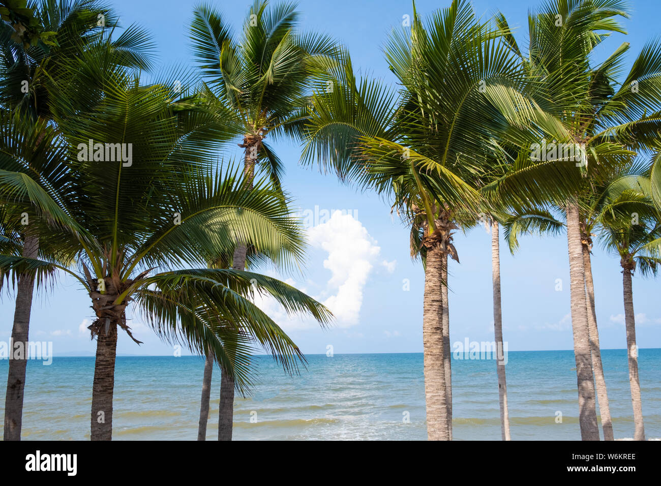 Palm trees on sky and sea background Stock Photo - Alamy