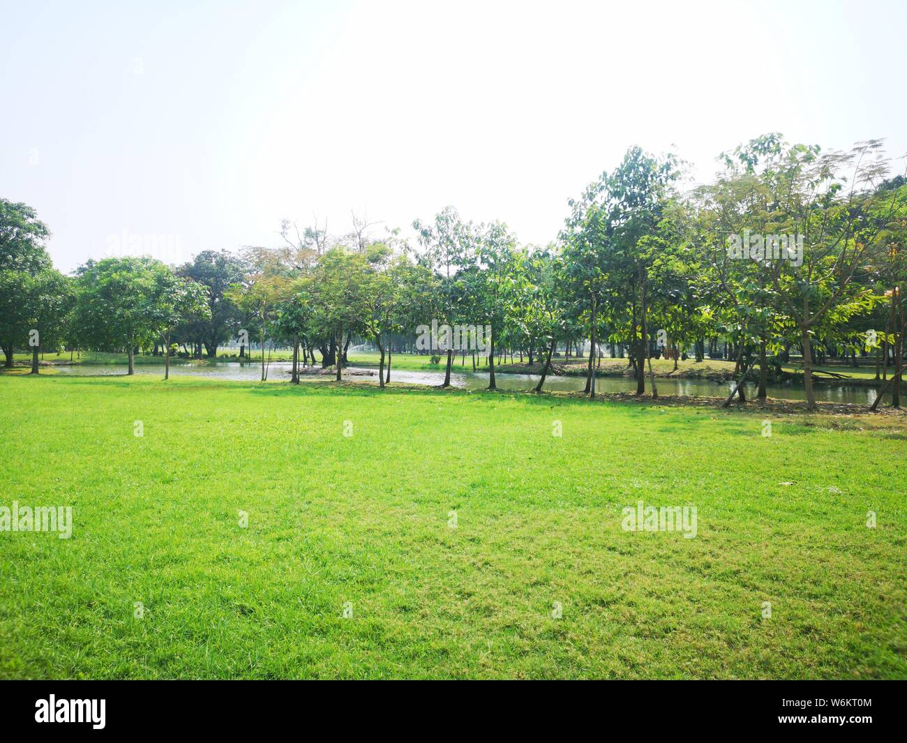 green garden nature background grass and bush tree in park Stock Photo ...