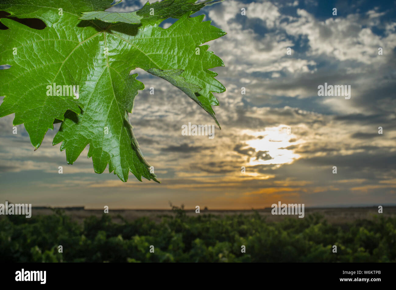 Vines plantation under June sunset light and cloudy blue sky. Tender green leaves at forefront Stock Photo