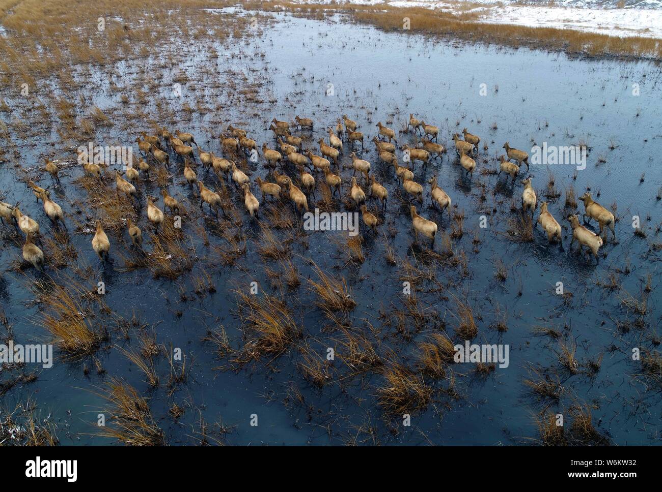 Aerial view of a flock of Pere David's deer, also known as the milu or elaphure, after a snowfall at the Dafeng Milu Nature Reserve in Dafeng district Stock Photo