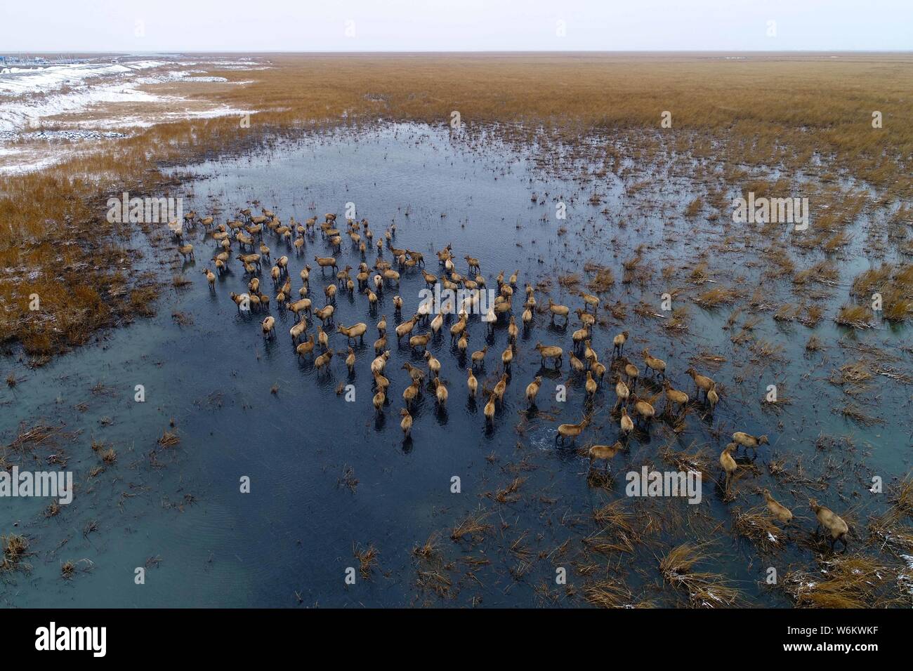 Aerial view of a flock of Pere David's deer, also known as the milu or elaphure, after a snowfall at the Dafeng Milu Nature Reserve in Dafeng district Stock Photo