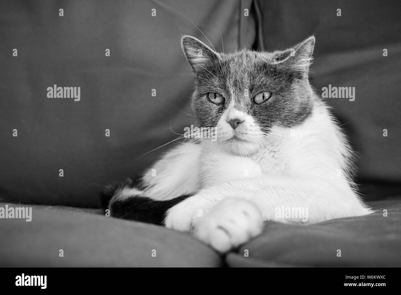 Black and white photo of mixed-breed cat sitting on a couch with one paw over the other in a relaxed position Stock Photo
