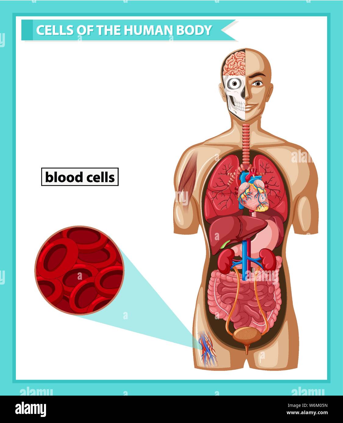Scientific medical illustration of blood cells illustration Stock ...
