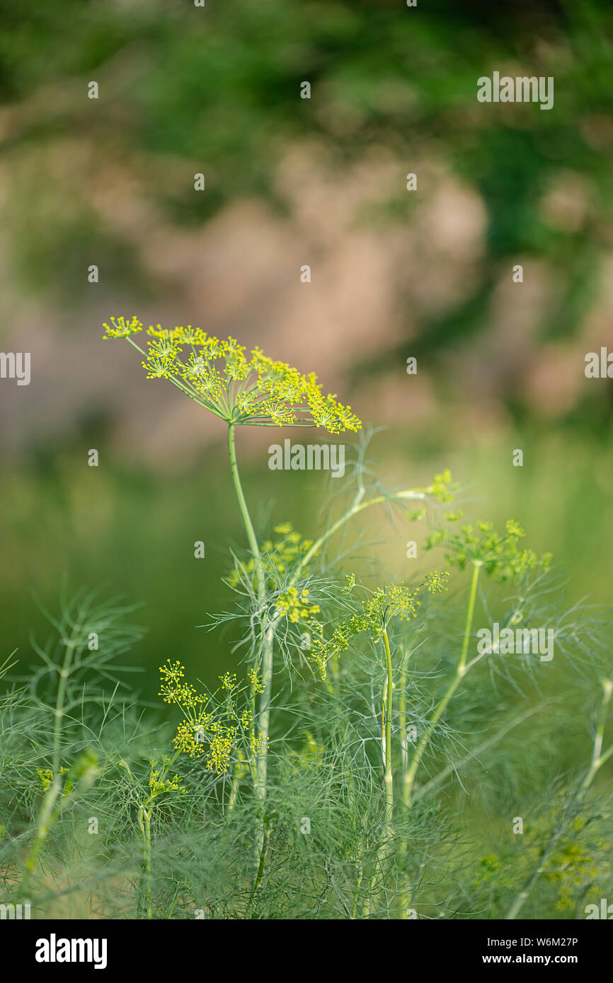 yellow-flowering-dill-anethum-graveolens-closeup-on-a-beautiful