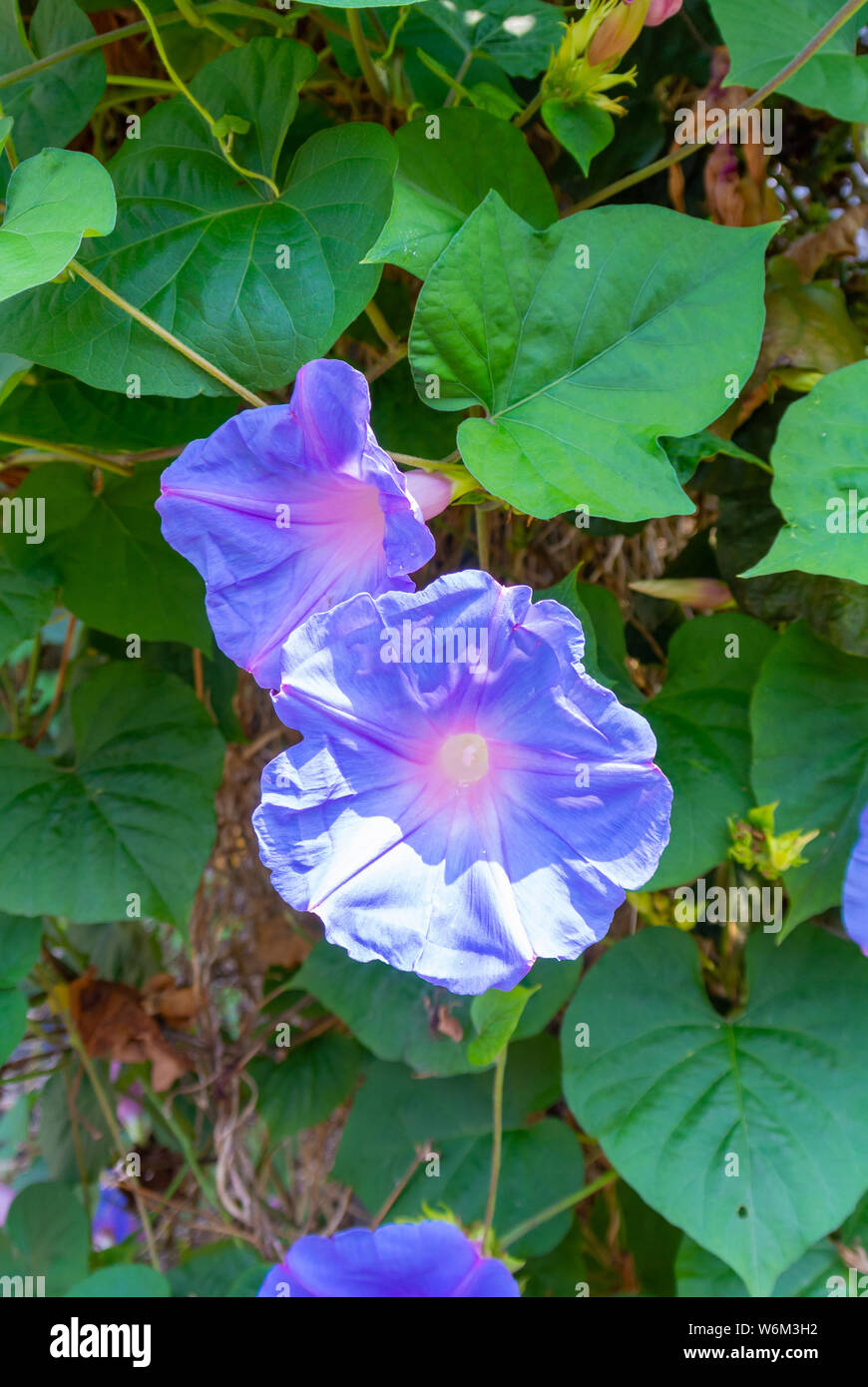 Purple Japanese Morning Glory flowers Stock Photo