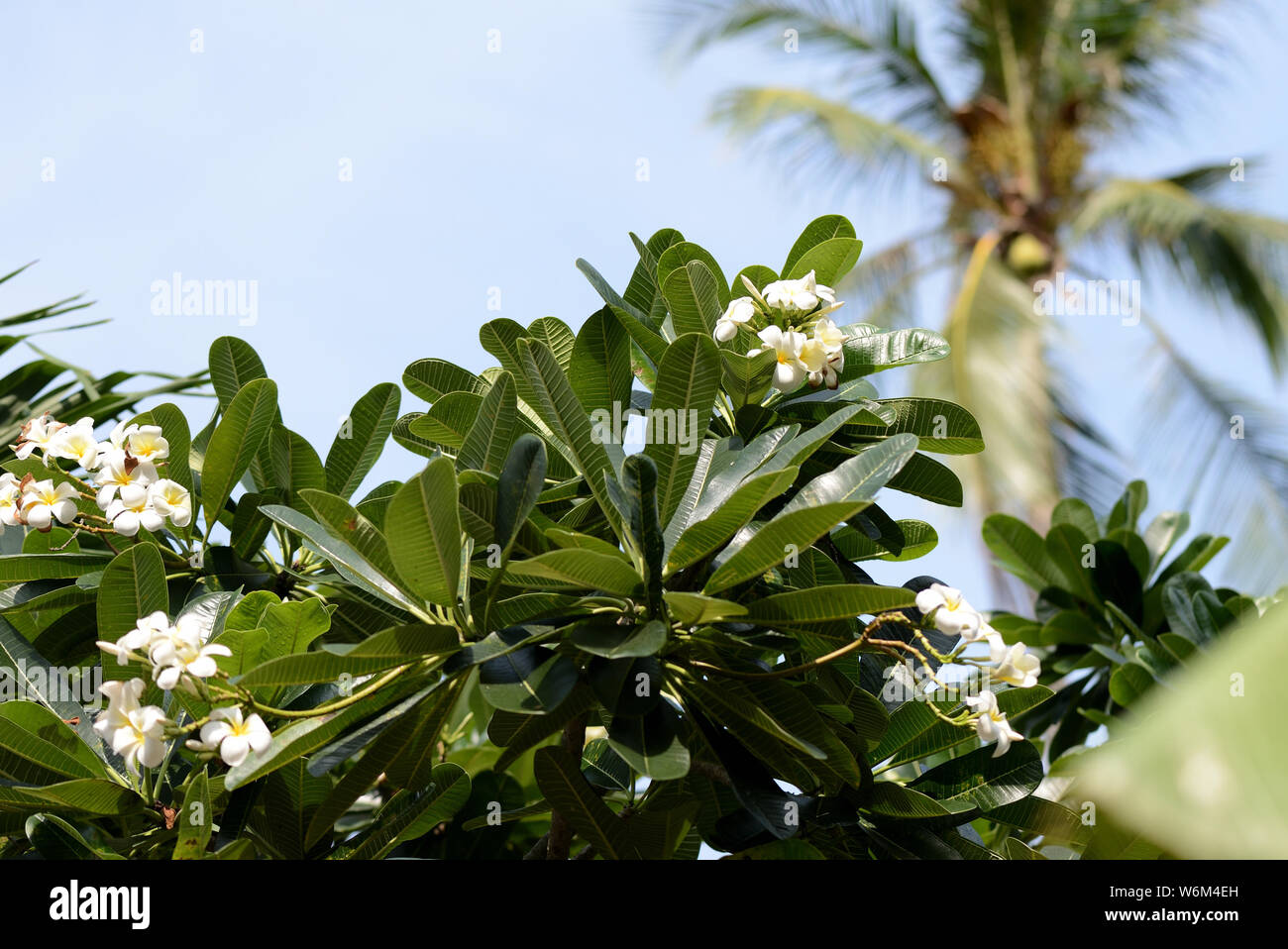 A tree with beautiful white plumeria flowers blooms in a tropical garden Stock Photo