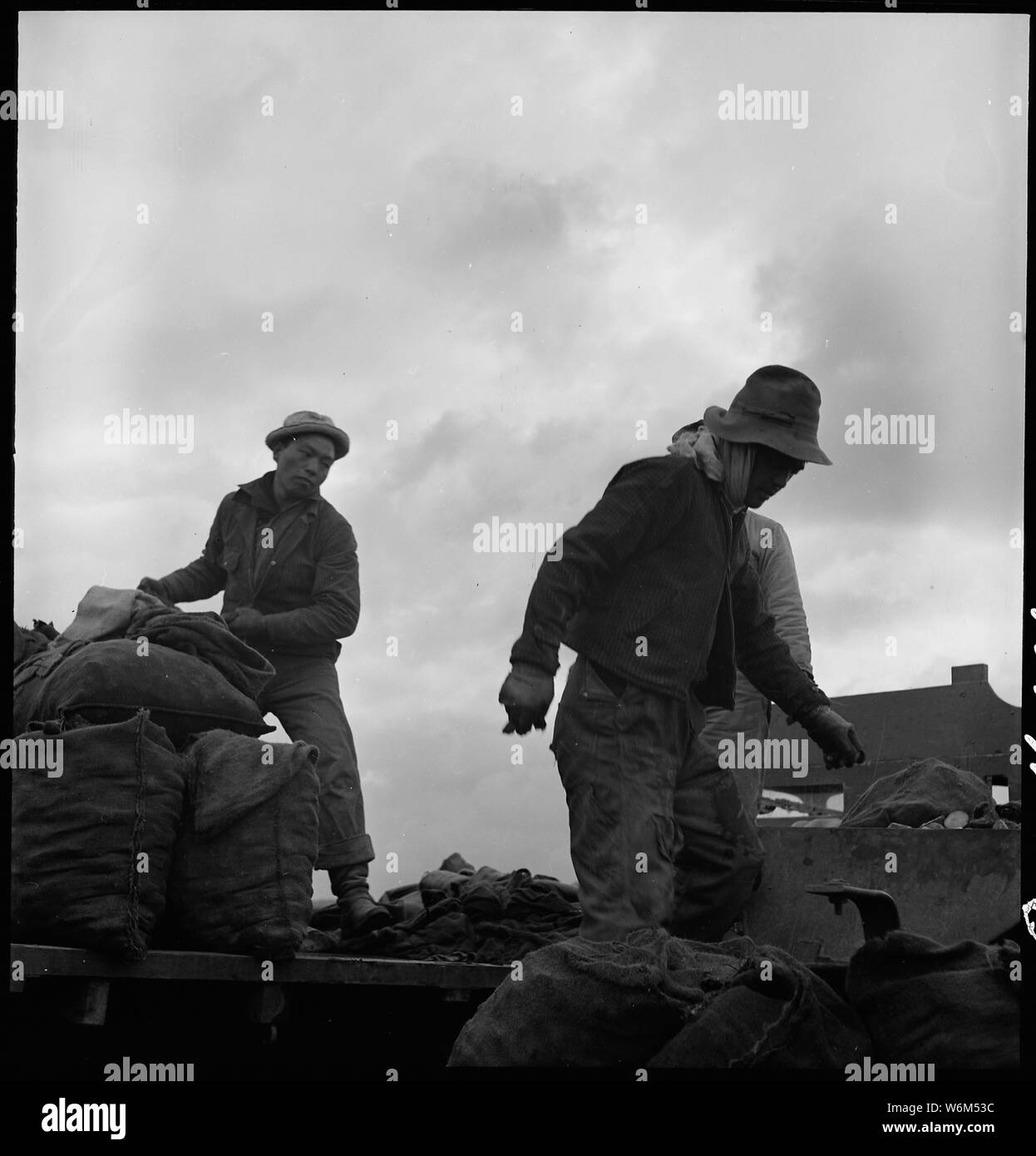 Stockton, California. Field crew of Japanese ancestry, unloading potato seed, prior to evacuation. Stock Photo