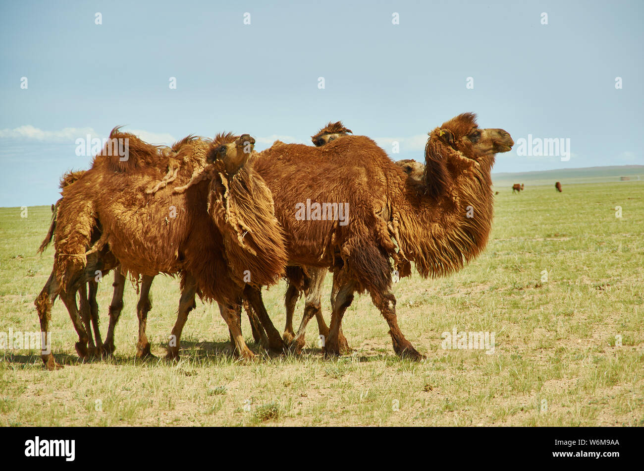 Bactrian or two-humped camel Gobi desert, Mongolia Stock Photo - Alamy