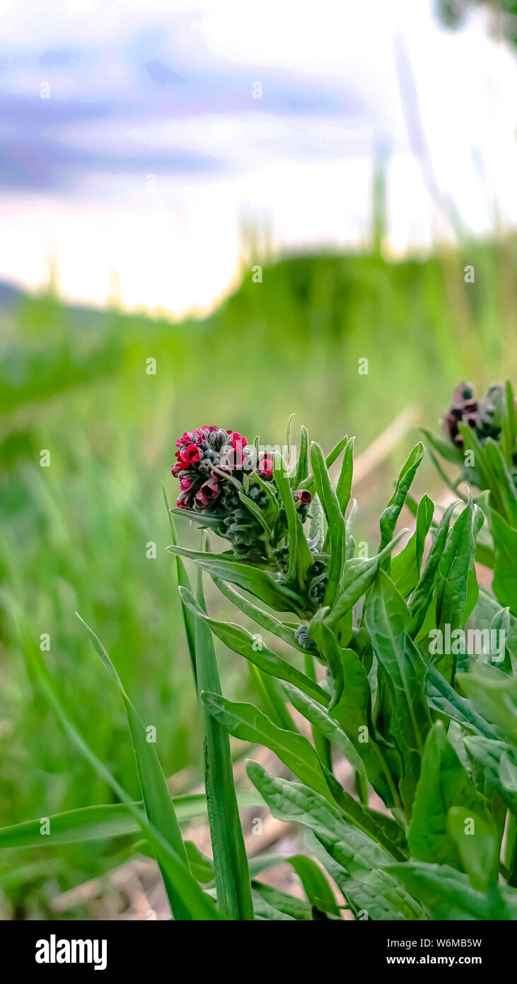 Vertical Close up of plants with long green leaves and clusters of