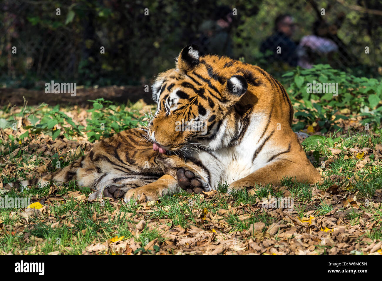The siberian tiger panthera tigris altaica is the biggest cat in the