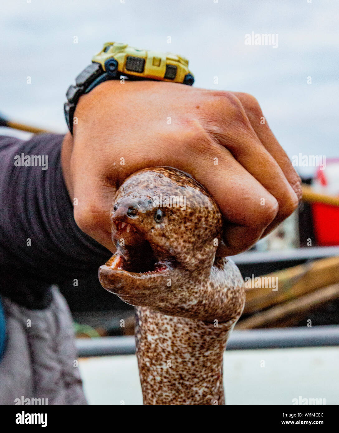 Fisherman holds up eel that he caught and will now be sold for dinner in Vina del Mar, Chile. Stock Photo