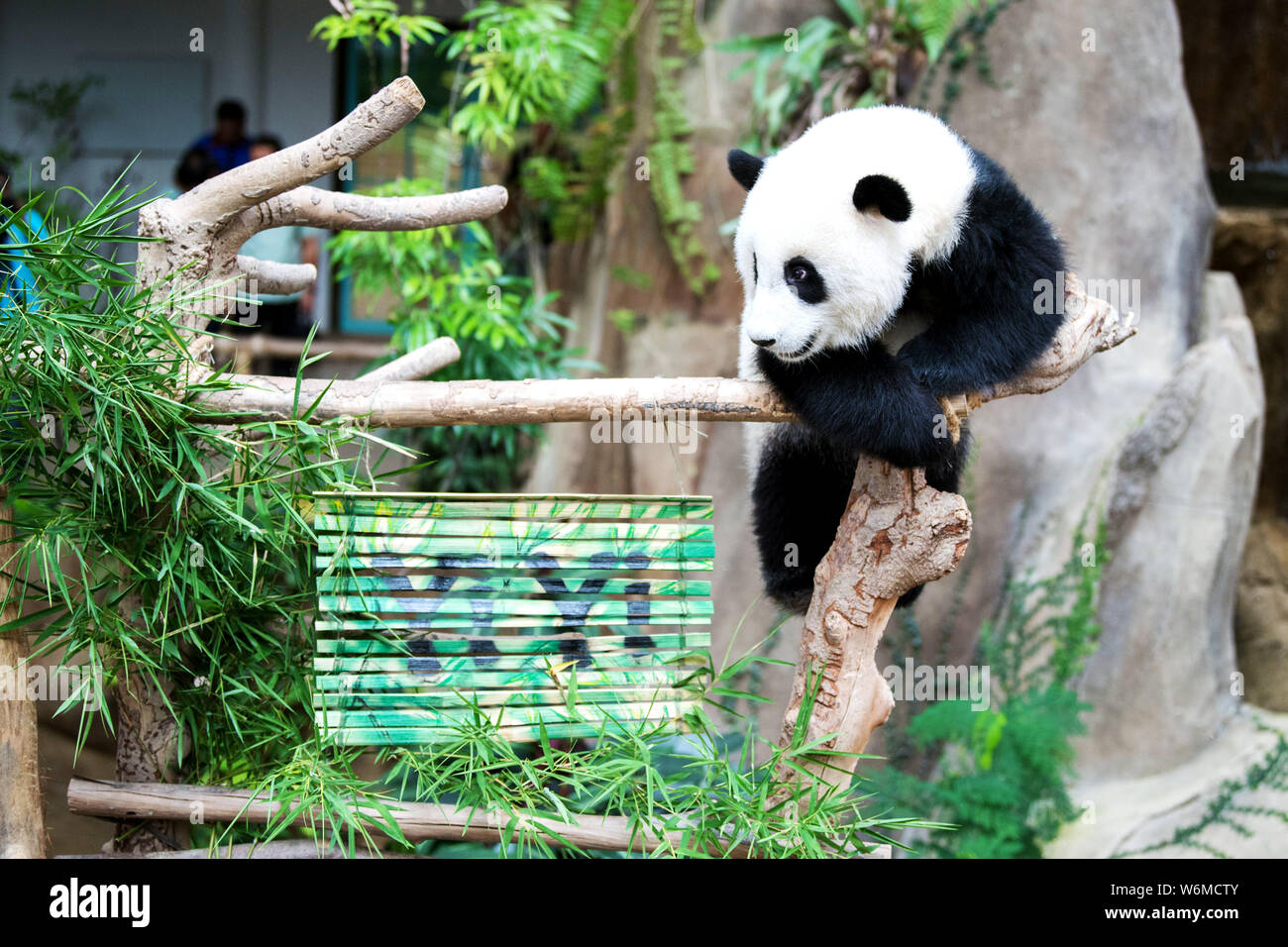 (190802) -- BEIJING, Aug. 2, 2019 (Xinhua) -- Giant panda cub Yi Yi plays near the bamboo slips with its name at the giant panda conservation center of the Malaysian National Zoo near Kuala Lumpur, Malaysia, Aug. 1, 2019. The second giant panda born in Malaysia was named Yi Yi, meaning friendship, on Thursday, marking the close friendship between Malaysia and China. (Xinhua/Zhu Wei) Stock Photo