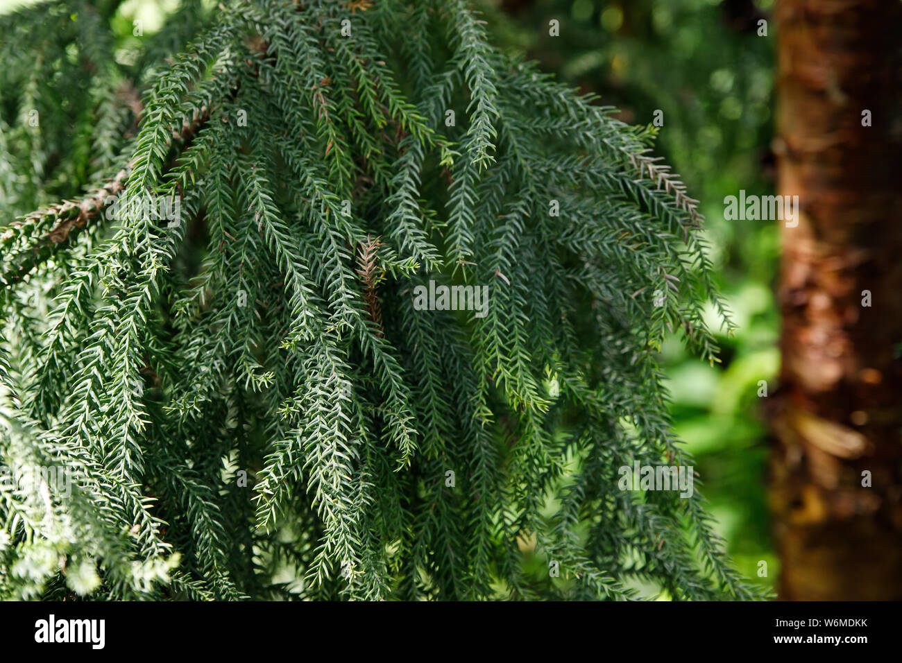 Araucaria heterophylla, it is sometimes called the star pine, the Norfolk pine, the triangular tree or the living Christmas tree. Araucaria pine for i Stock Photo