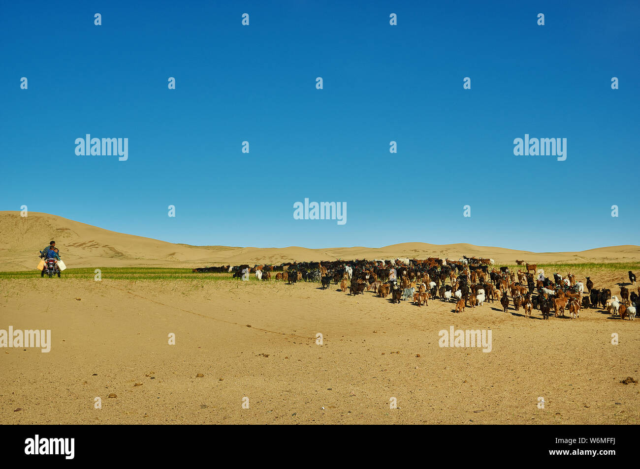Sands Mongol Els, Mongolian shepherd on a horse. Nomad Stock Photo