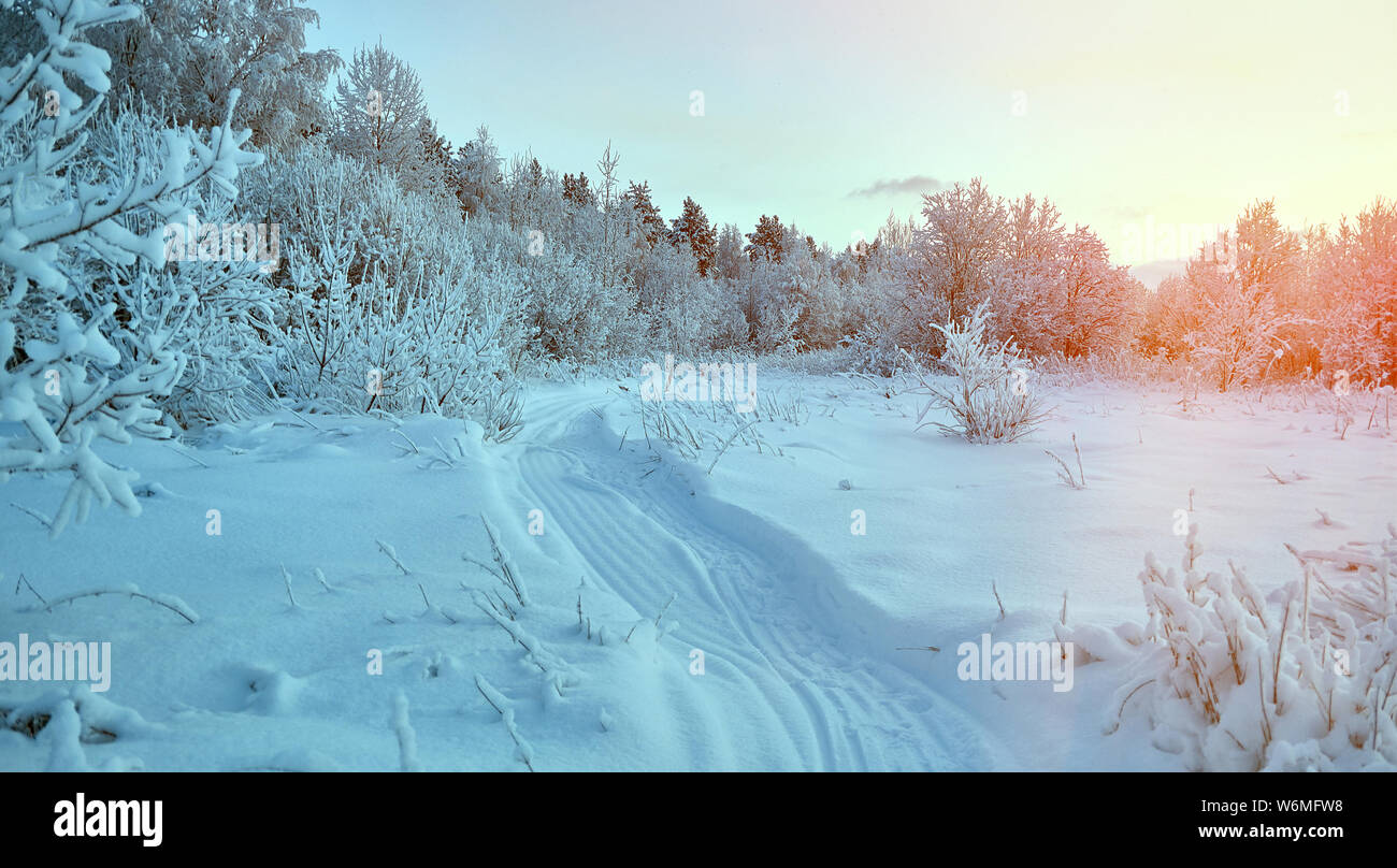 Beautiful Christmas landscape, Against the sunset sky, Snow covered ...