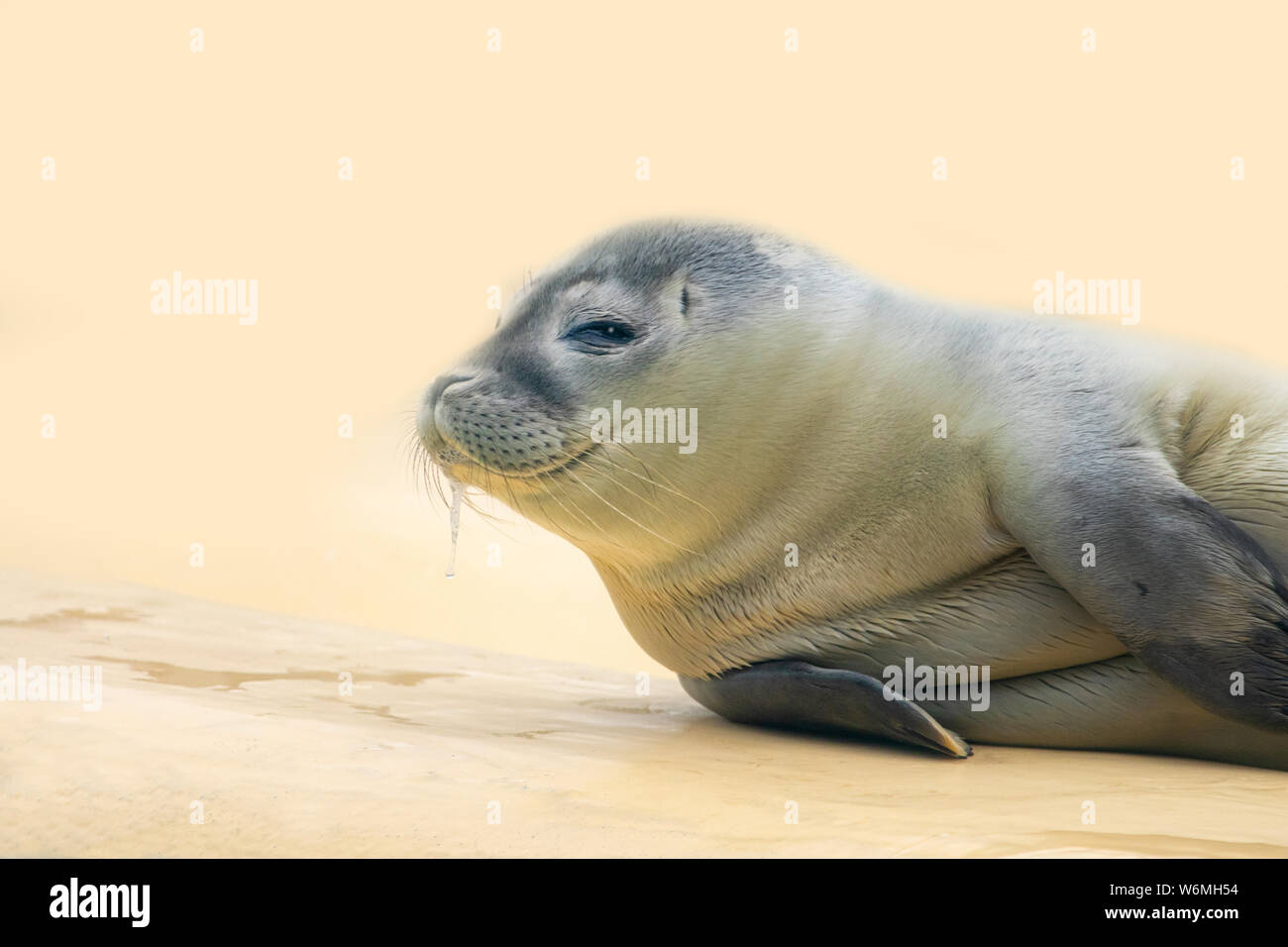 drooling baby seal on sand background Stock Photo