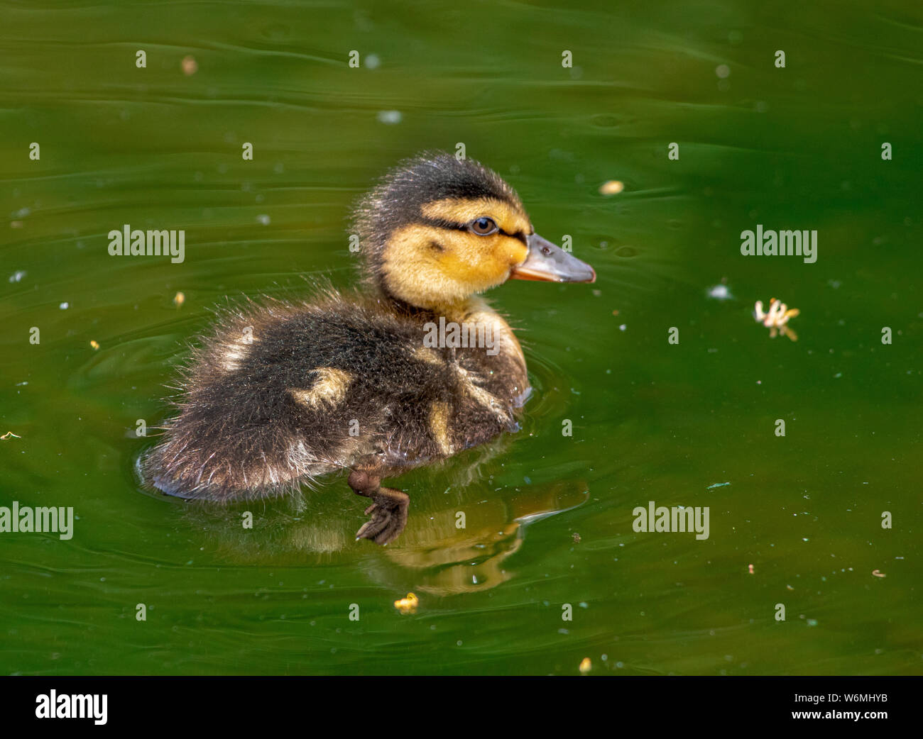 cute baby duck swimming in green pond, close up portrait Stock Photo