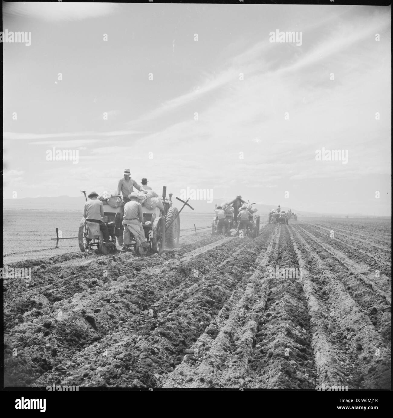 Tule Lake Relocation Center, Newell, California. A crew of four feeding rotary potato planters seed . . .; Scope and content:  The full caption for this photograph reads: Tule Lake Relocation Center, Newell, California. A crew of four feeding rotary potato planters seeding 500 acres at this War Relocation Authority center for evacuees of Japanese ancestry. Stock Photo