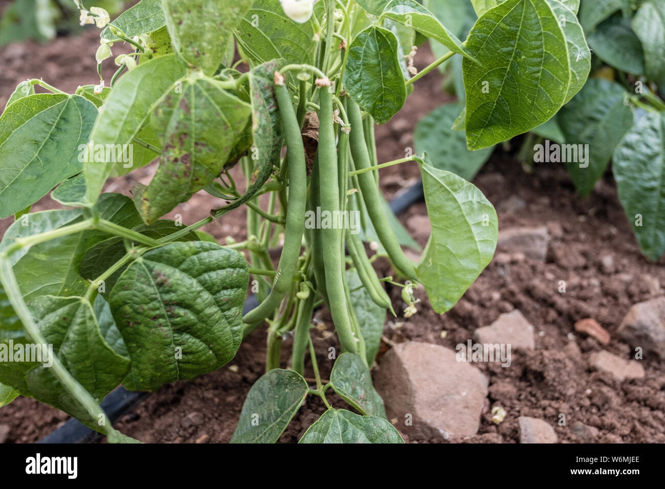 Organic green bean hi-res stock photography and images - Alamy